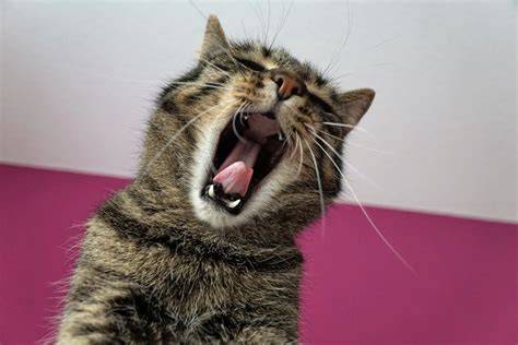 tosse gatto: grafico delle secrezioni