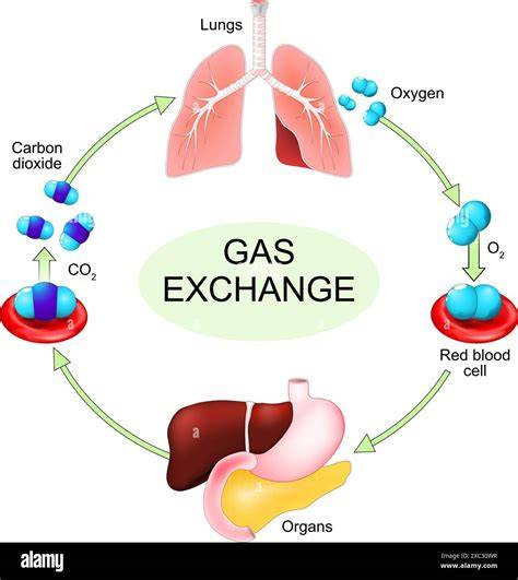 flusso-dinamico-respiratorio-infografica