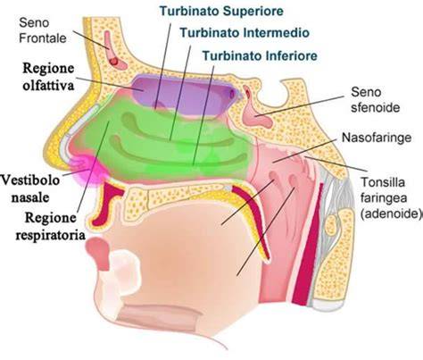 grafico panoramico dei seni paranasali