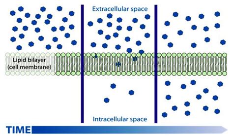 diagramma di diffusione TB e contatti stretti