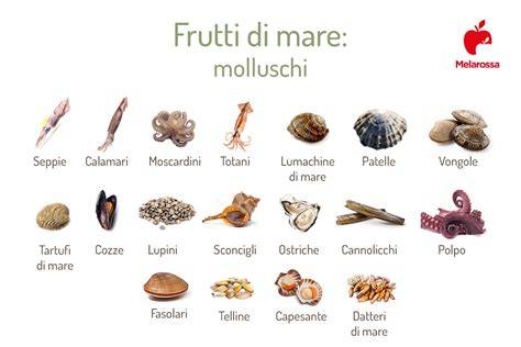 rappresentazione grafica confronti tra due specie molluschi