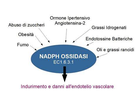 schema del NADPH ossidasi e linee di segnalazione redox