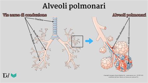 rappresentazione vie aeree umane e polmoni