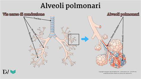 immagine schematica vie aeree polmonari