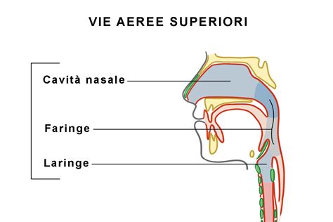 naso e vie aeree