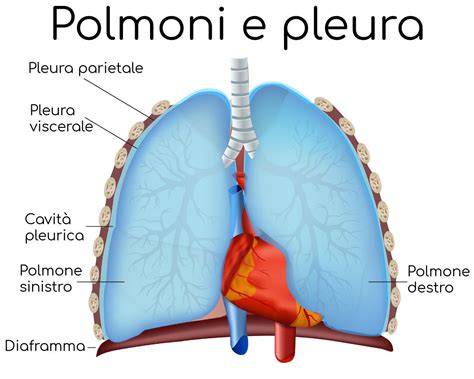 polmoni pleura mediastino