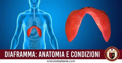 anatomia polmoniapice diaframma
