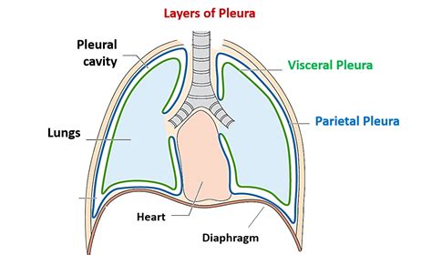 pleura parietale viscerale