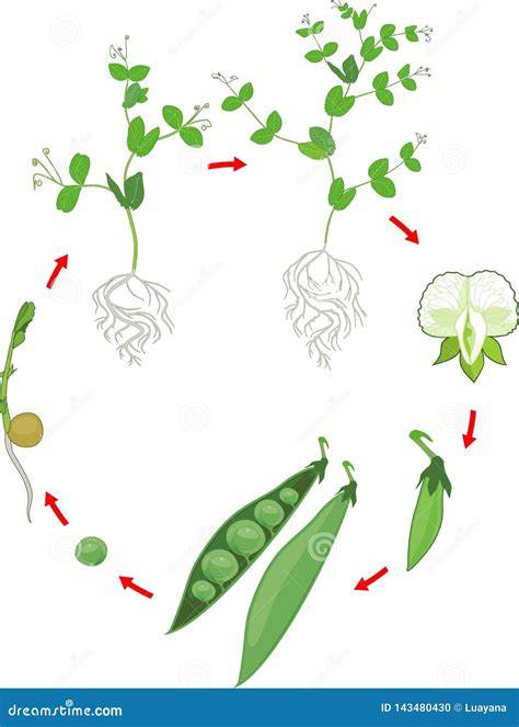 Immagine: scheda polmonare e germoglio di pisello