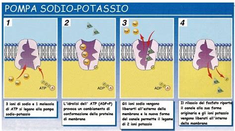 schemi di fisiologia potassio sodio