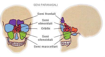 grafico anatomia dei seni paranasali