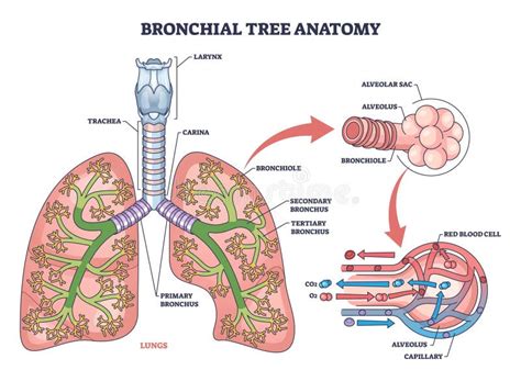 visualizzazione diagramma infiammazione bronchi