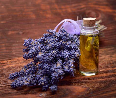 lavanda: fiore e olio