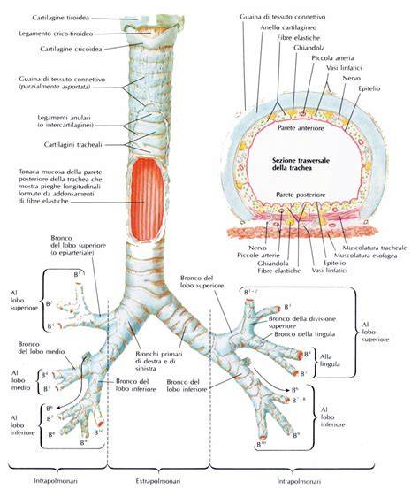 Diagramma anatomia trachea e anelli cartilaginei