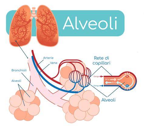 diagramma alveolari e meccanismi dell’atelettasia
