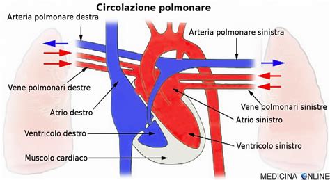 grafico vascolarizzazione polmonare e BV5/TVV
