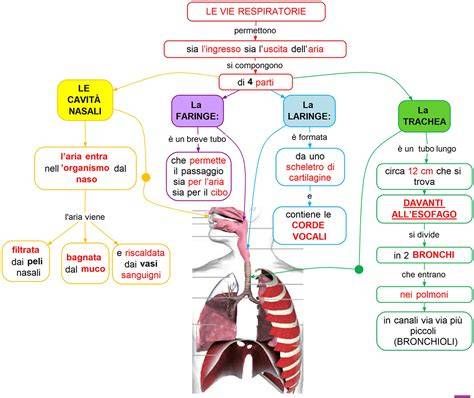Schema dei suffumigi e vapore per vie respiratorie