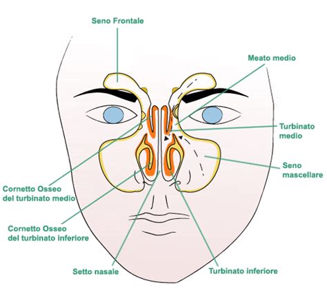diagramma anatomia turbinati (superiore, medio, inferiore)
