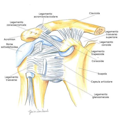 Schema articolazione spalla: gleno-omerale, scapolo-toracica e acromion-clavicolare