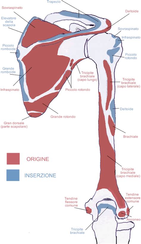 Auszug anatomico scapola, omero e legamenti principali