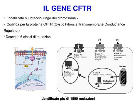 grafico mutazioni CFTR e sintomi