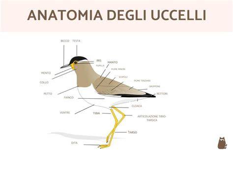 grafico incidendi Aspergillus negli ambienti degli uccelli