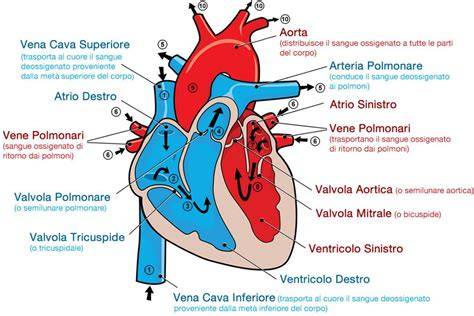 grafico arterie polmonari e cuore
