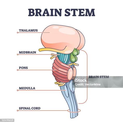 diagramma anatomico del tronco encefalico e collegamenti nervosi