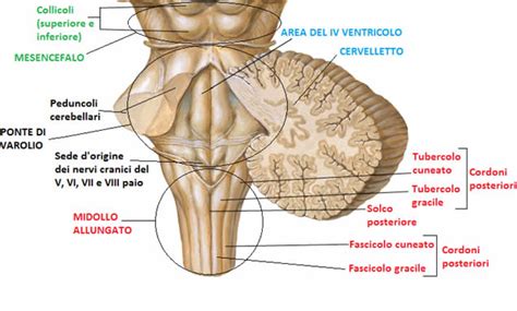 peduncoli cerebrali e tegmento nel mesencefalo