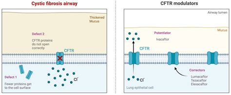 Schema percorso CFTR e organi interessati
