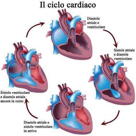schema ciclo cardiaco: sistole e diastole