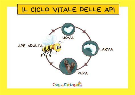 Schema del ciclo vitale di Sternostoma tracheacolum