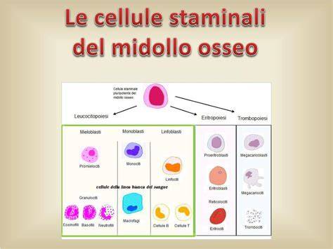 schem midollo osseo con cellule staminali