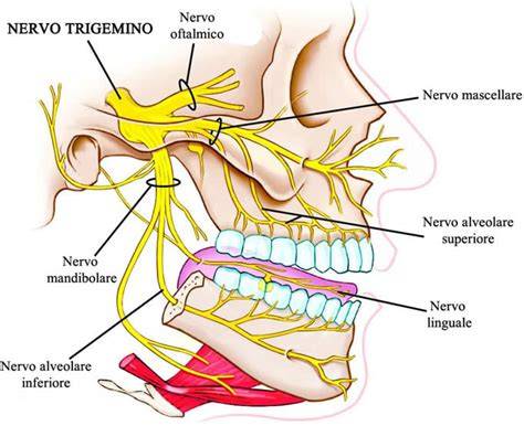 schede anatomiche nervo alveolare inferiore e nervo linguale