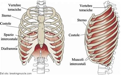 rappresentazione anatomica delle costole e articolazioni toraciche