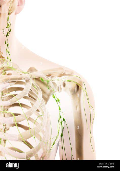 Immagini di nodi linfatici mediastinici