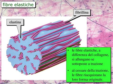 colorazione di Weigert per fibre elastiche (definizione visiva)