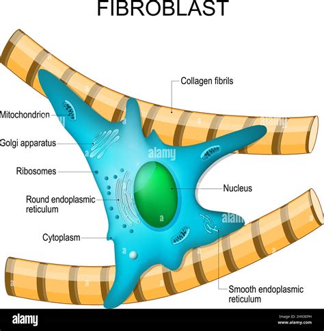 Diagramma delle cellule fibroblasti e collagene
