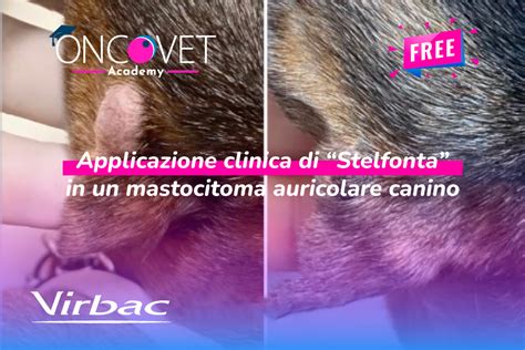 Immagine clinica di cheloide auricolare