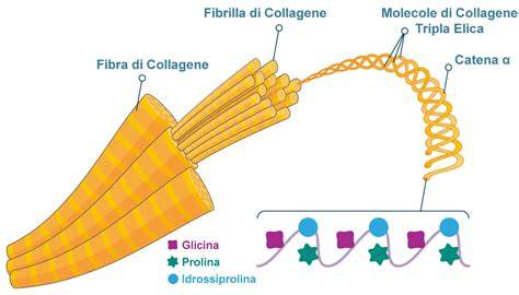 Schema fibroblasti e sintesi collagene
